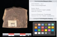 Foto (Objekt + Etikett) von Smilax coriacea Ettingshausen (NHMW-GEO-2024-0188-0403)